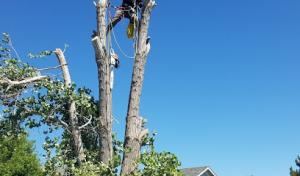 Turner Tree Service