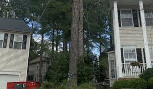 Raleighwood Tree Services
