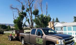 307 Tree Service