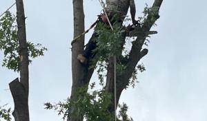 Arborculture Tree Services