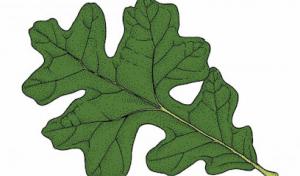 American Tree Service