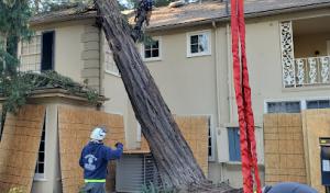 Nature's Tree Service