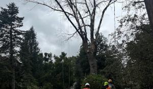 First Choice Tree Service