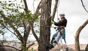 Alhambra Tree Service