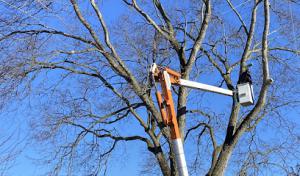 Robinson Tree Removal