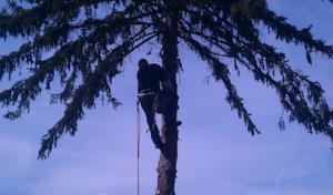Marino's Tree Service