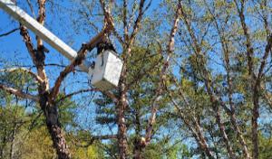 Peter Branch Tree Service