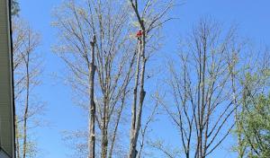 Hector's Tree Service