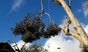 Charles Tree Service