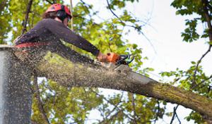 Planet Tree Service