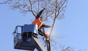 Elite Tree Service