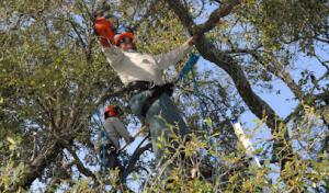 Lake Forest Tree Care