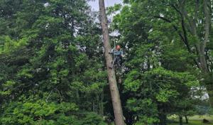 McCoy Tree Services