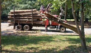 Cifuentes Tree Service