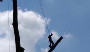 Chop N Drop Tree Service