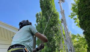 Ellison Tree Company