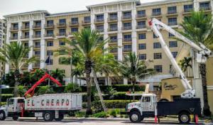 El Cheapo Tree Service