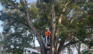 Tree Dragons Forestry & Logging