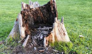 Cleveland TN Tree Pro