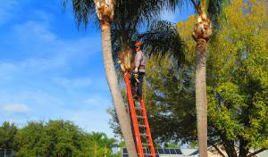 Big Wood Tree Service