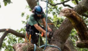 U.S. Tree Care Service Carrollton