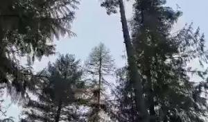 King & Sons Urban Forestry