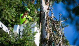 Associated Arborists