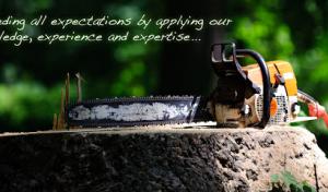 Lindsay Tree Removal