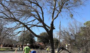 Top Notch Tree Service