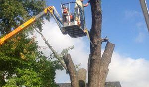 Horton's Tree Service