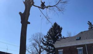 All American Tree Service