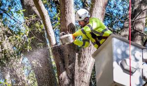 Carolina Tree Care