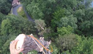 Straight Cut Tree Services