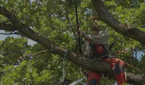 Top To Bottom Tree Services