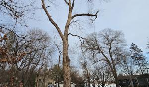 Enchanted Outdoor Tree & Services