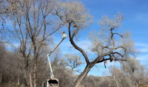 Arborist Standards Tree Care