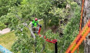 Go-Getter Tree Service