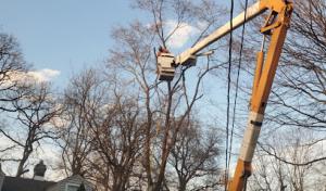 Action's Tree Service