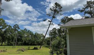Ormond Beach Tree Service
