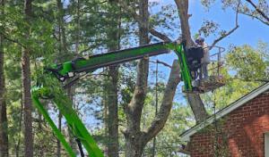 Arbor Best Tree Care
