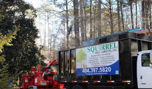 Squirrel Tree Services