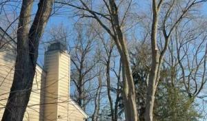 New Jersey Tree Professional