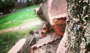 Crecraft For Treecraft