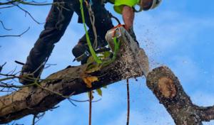 Ramiz Tree & Yard work