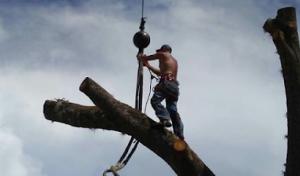 Ronnie Beam’s Tree Service