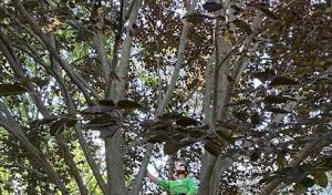 Feral Tree Solutions