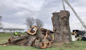 Topless Tree Service