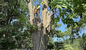 Mueller Tree Services