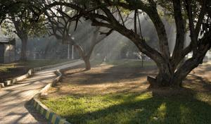 P & H Tree Service & Landscaping