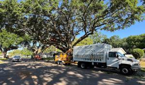 Kevin's Tree Service